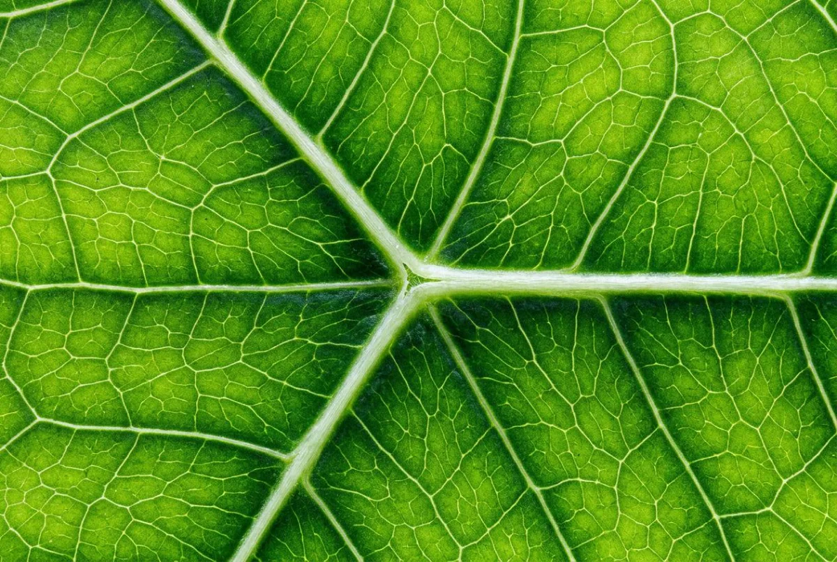 Close-up of a green leaf where a central vein splits into branches